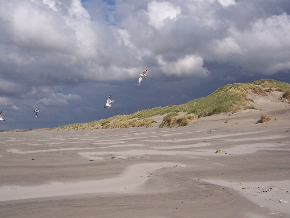 Duinen en strand bij West-Terschelling met meeuwen